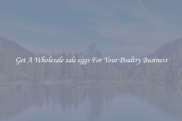 Get A Wholesale sale eggs For Your Poultry Business
